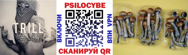 Купить  Тарко-Сале  Галлюциногенные грибы Cubensis 
